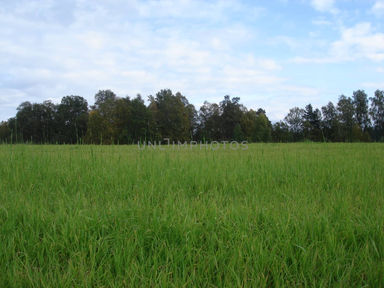 Scandinavian Lifestyle-green wheat field by Bildehagen