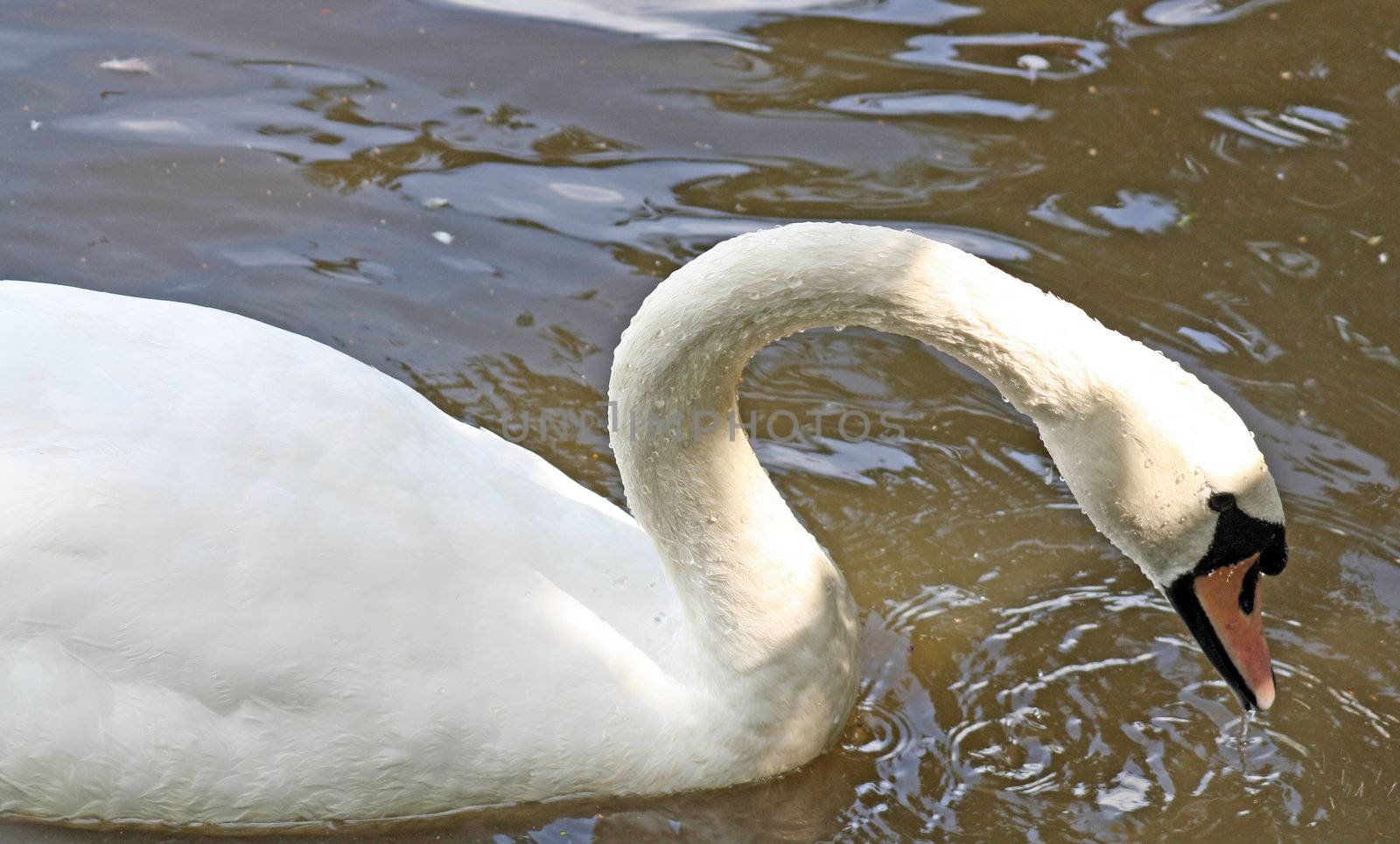 a sawn on the lake