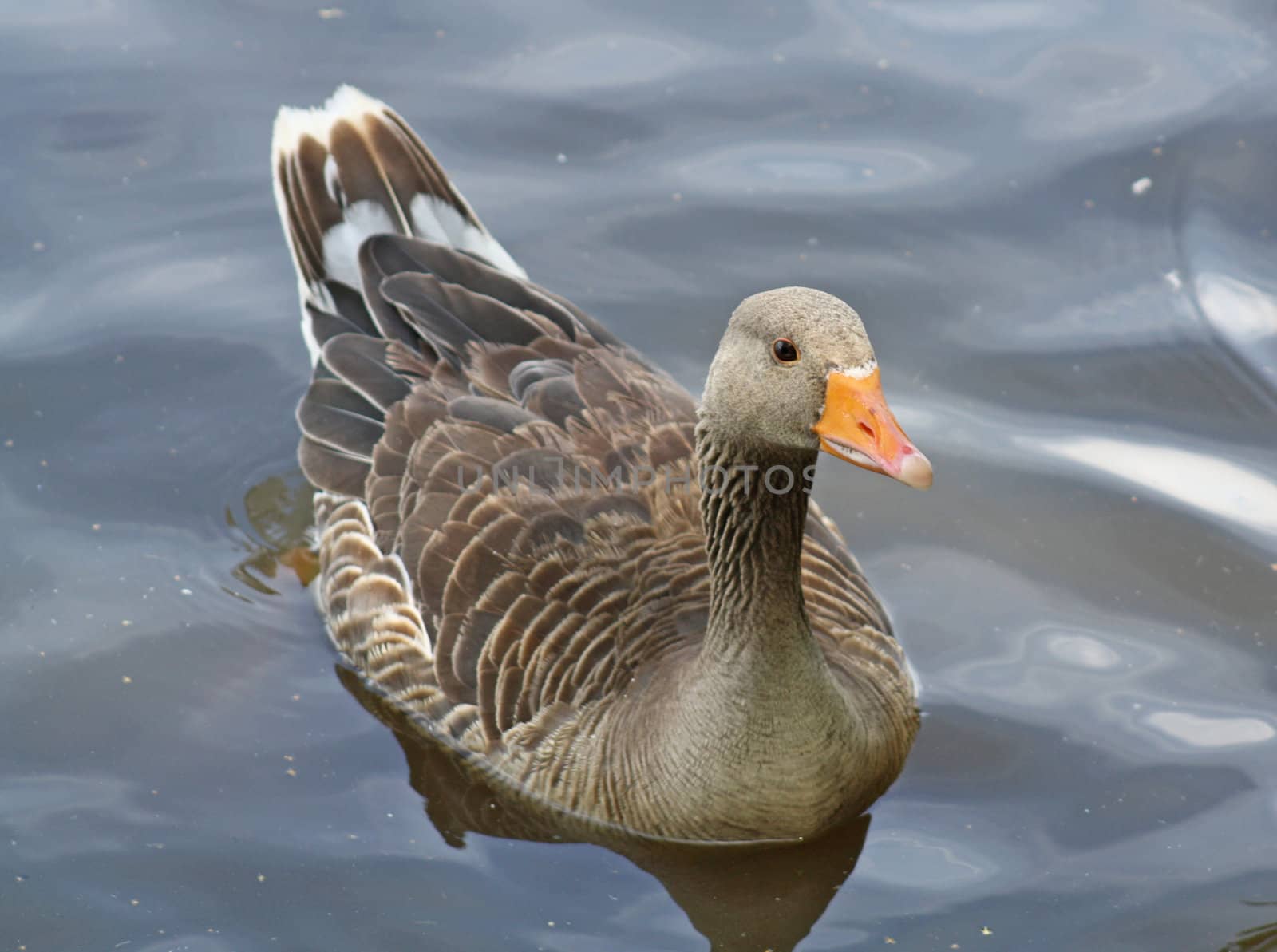 a duck on a lake