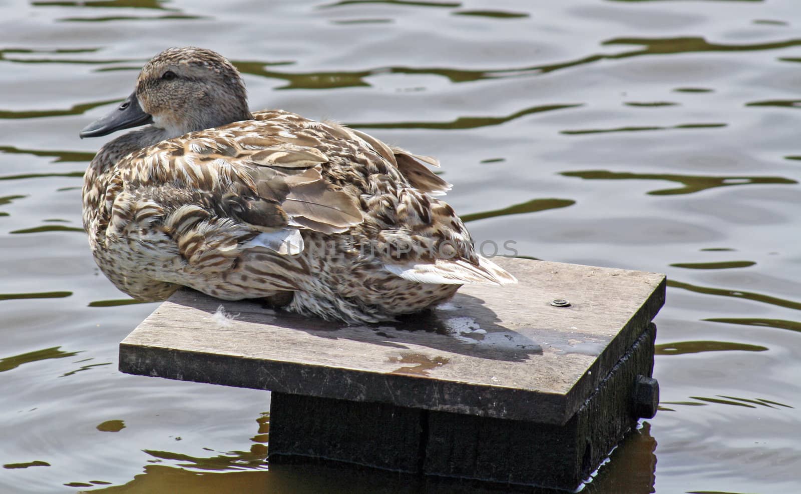 a duck sitting