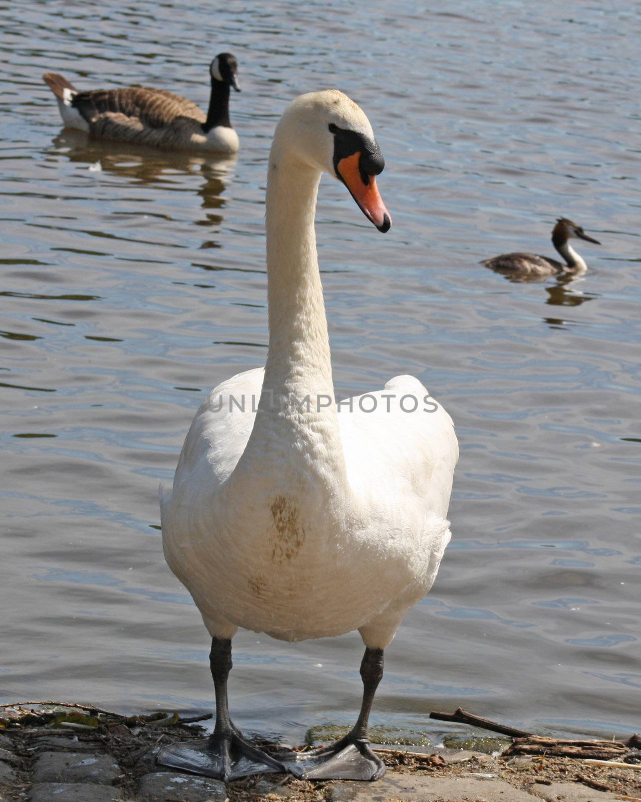 a beautiful swan standing