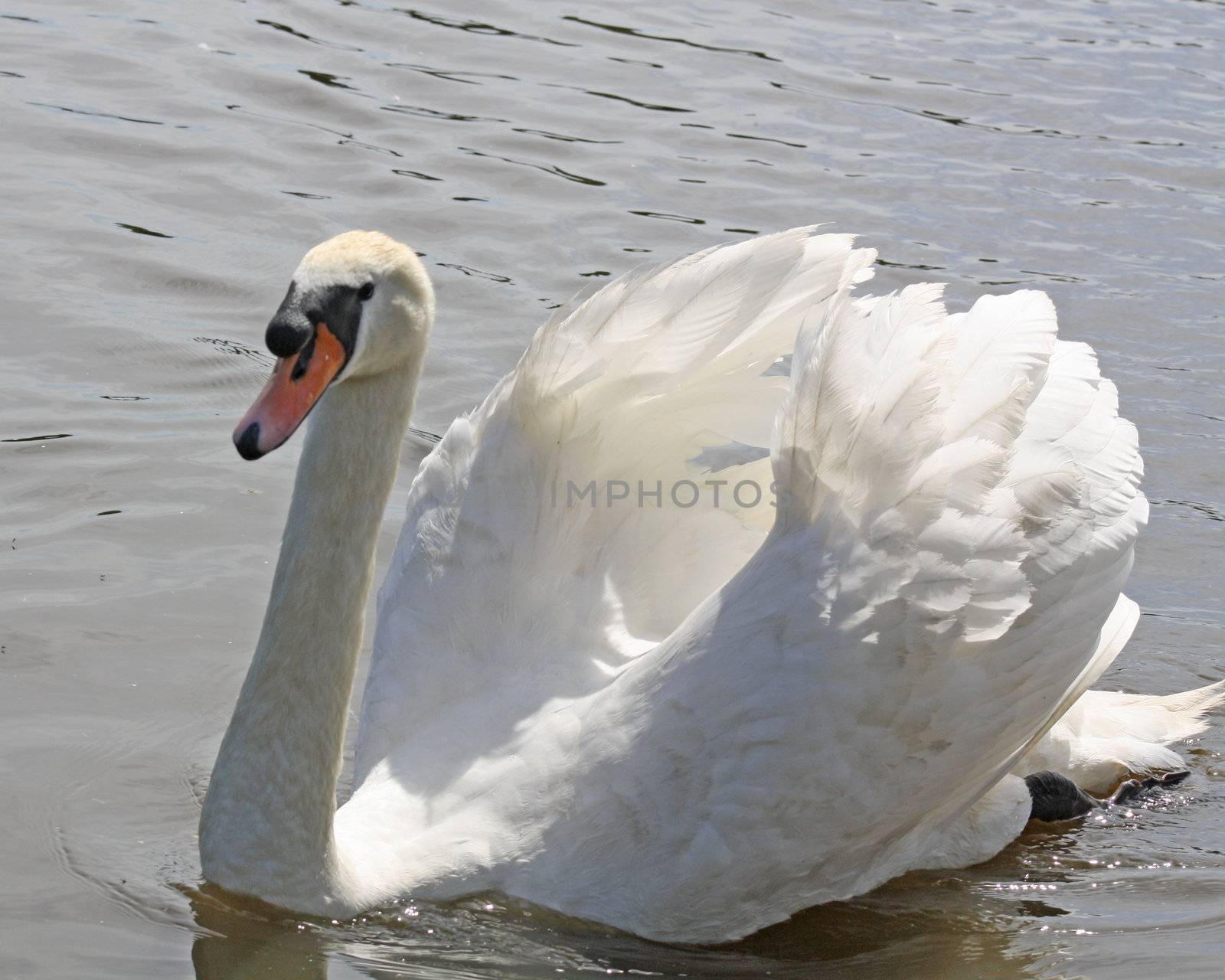 swan by lizapixels
