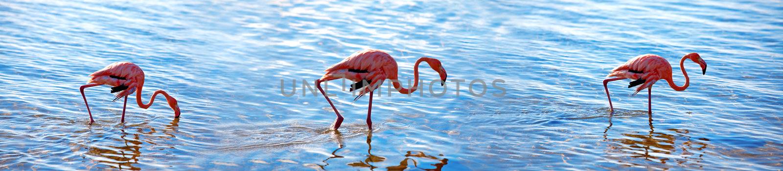 Flamingos by kjorgen