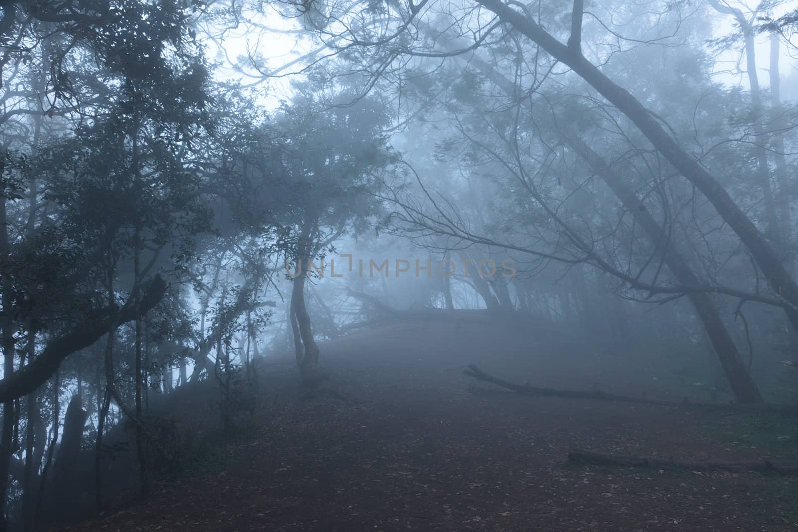 Misty scary forest  in fog by dimol