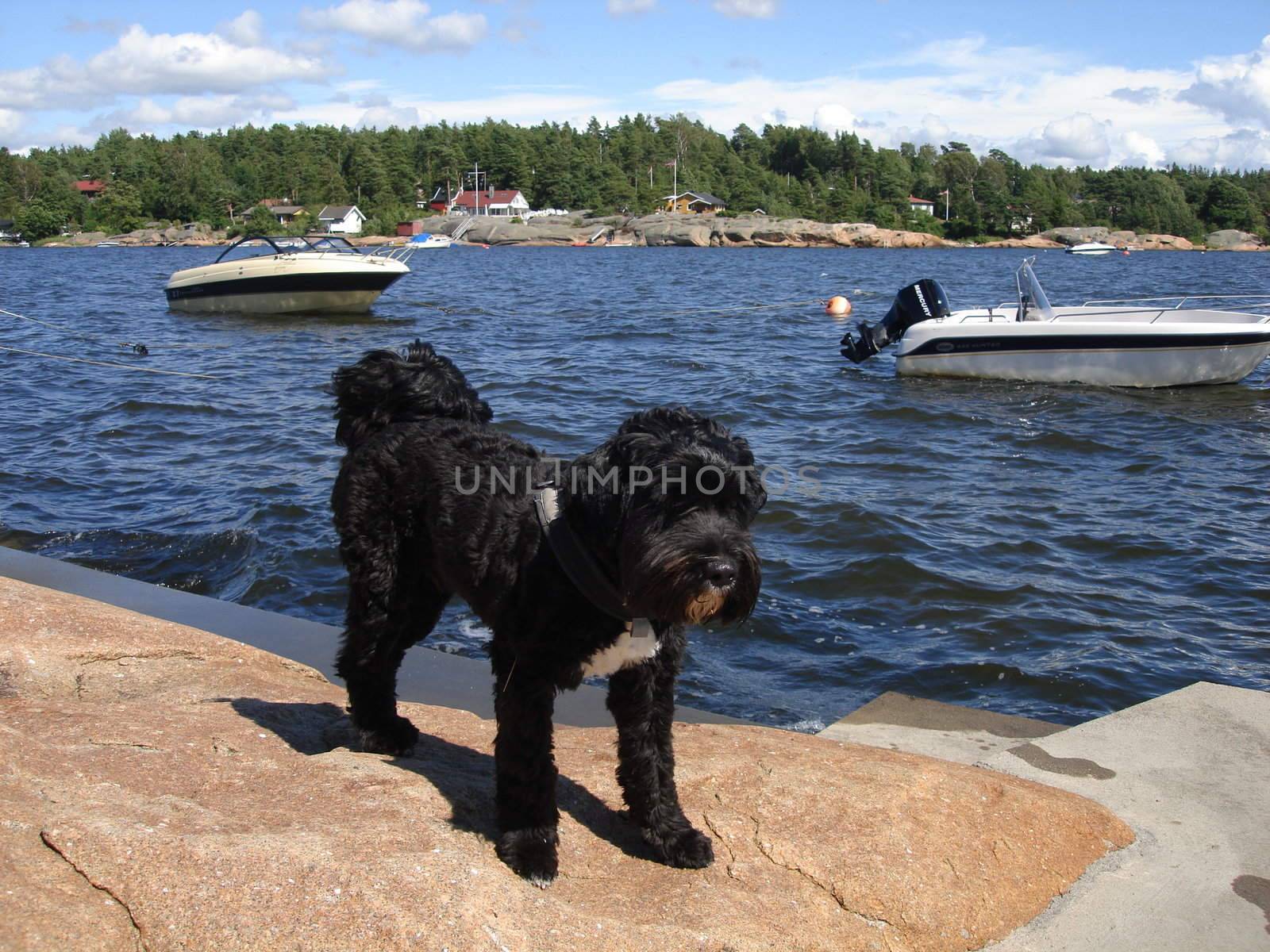 Scandinavian Lifestyle-black dog at the seaside by Bildehagen