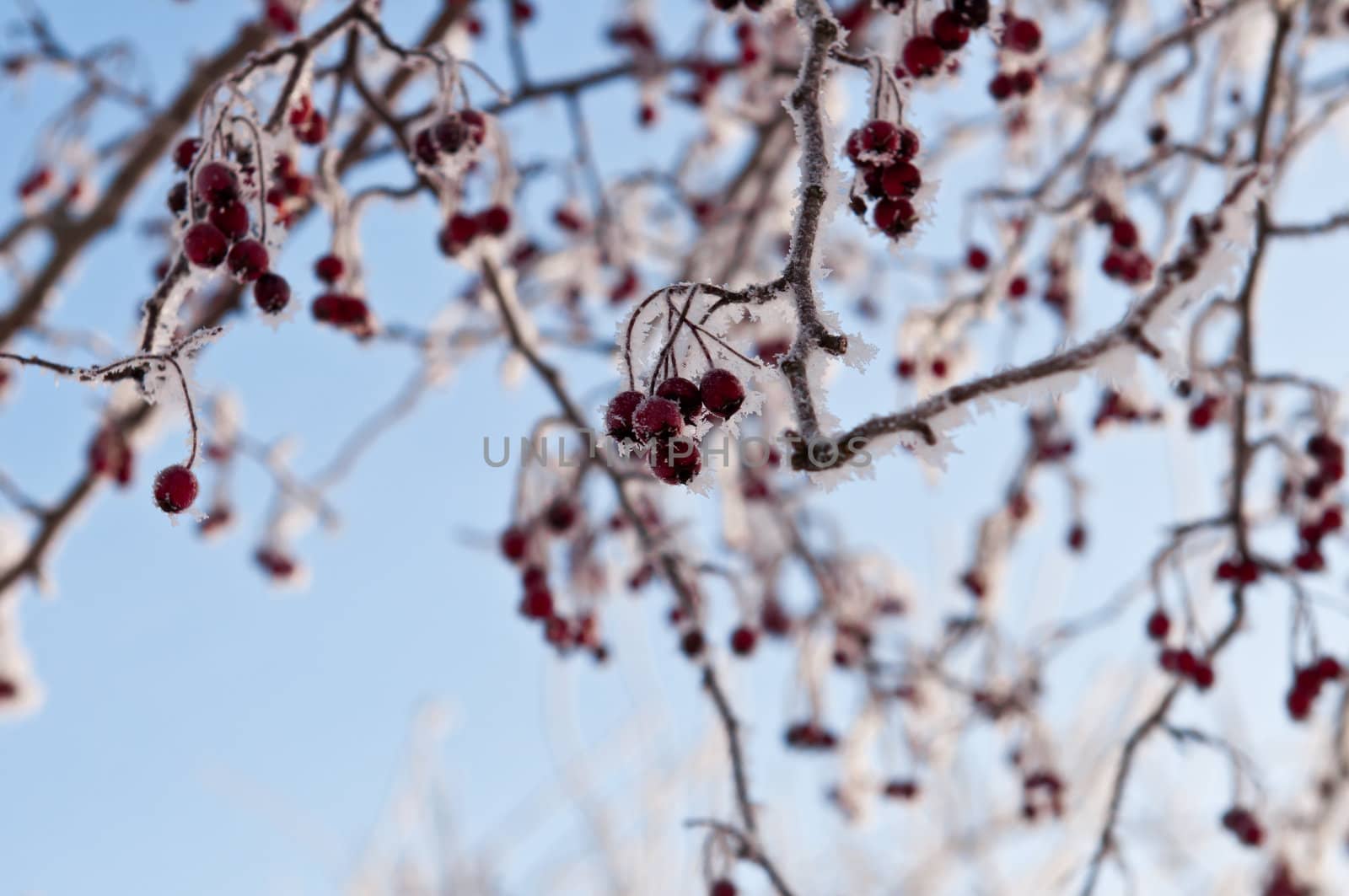 Woods in the snow. Cold winter day in Siberia. Trees in the snow.