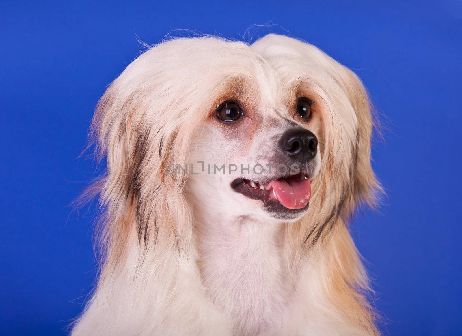 Groomed Chinese Crested Dog sitting - Powderpuff, 10 month old.