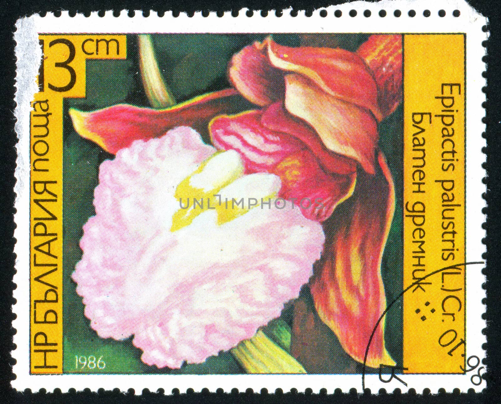 BULGARIA - CIRCA 1986: stamp printed by Bulgaria, shows Orchid, circa 1986