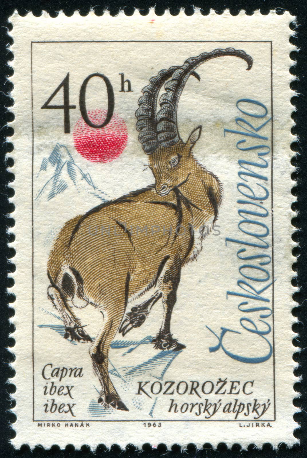 CZECHOSLOVAKIA - CIRCA 1963: stamp printed by Czechoslovakia, shows Alpine ibex, circa 1963