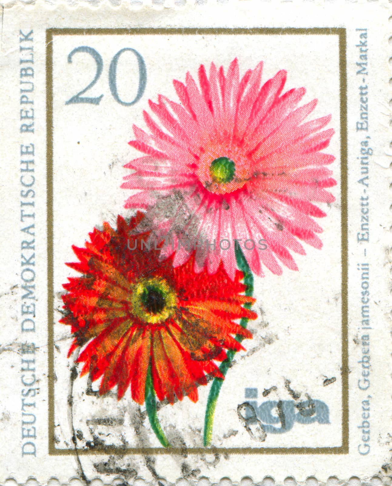 GERMANY - CIRCA 1965: stamp printed by Germany, shows Gerbera, circa 1965