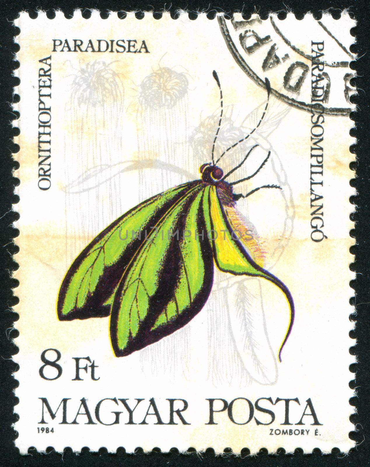 HUNGARY - CIRCA 1984: stamp printed by Hungary, shows butterfly, circa 1984