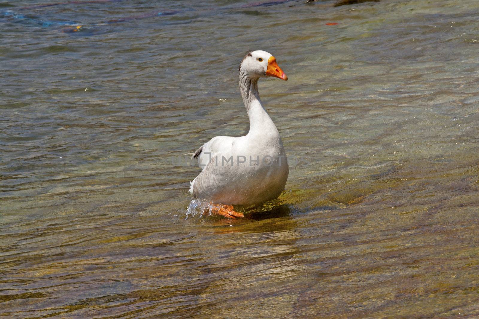 A white duck standing near the line of water