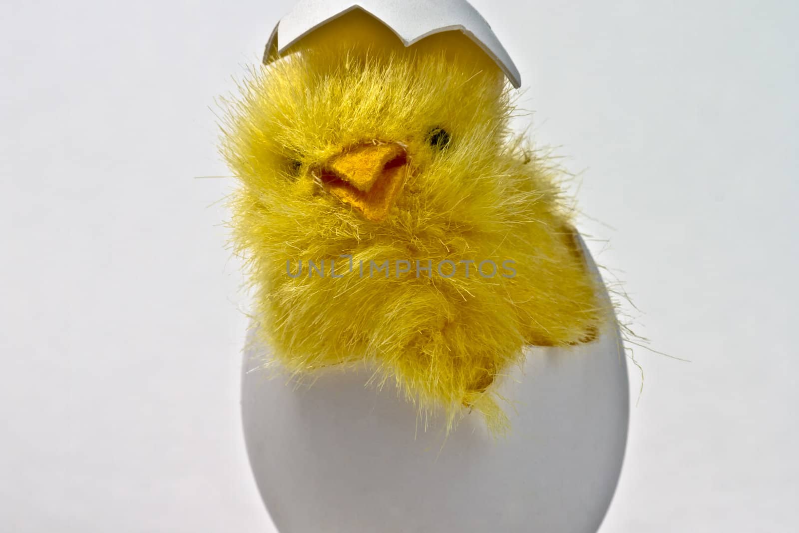 Newly hatched toy easter chicken in its eggshell, isolated on white