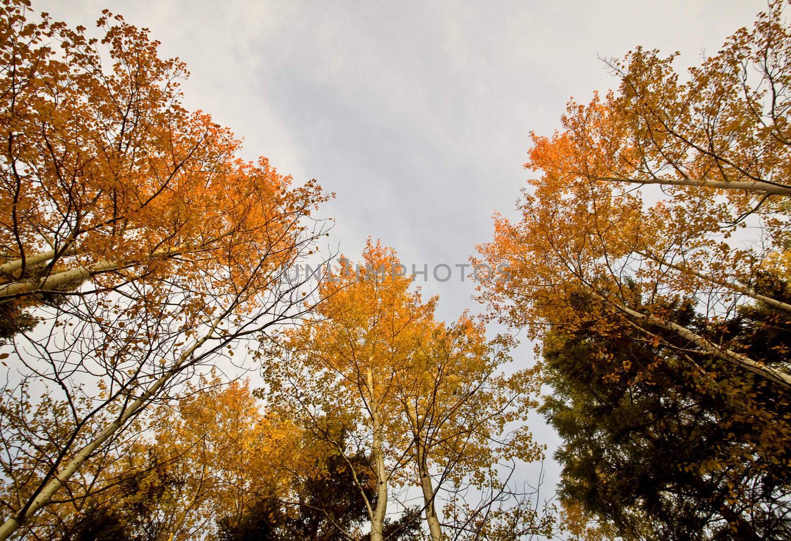 Fall Autumn colors trees Manitoba Canada