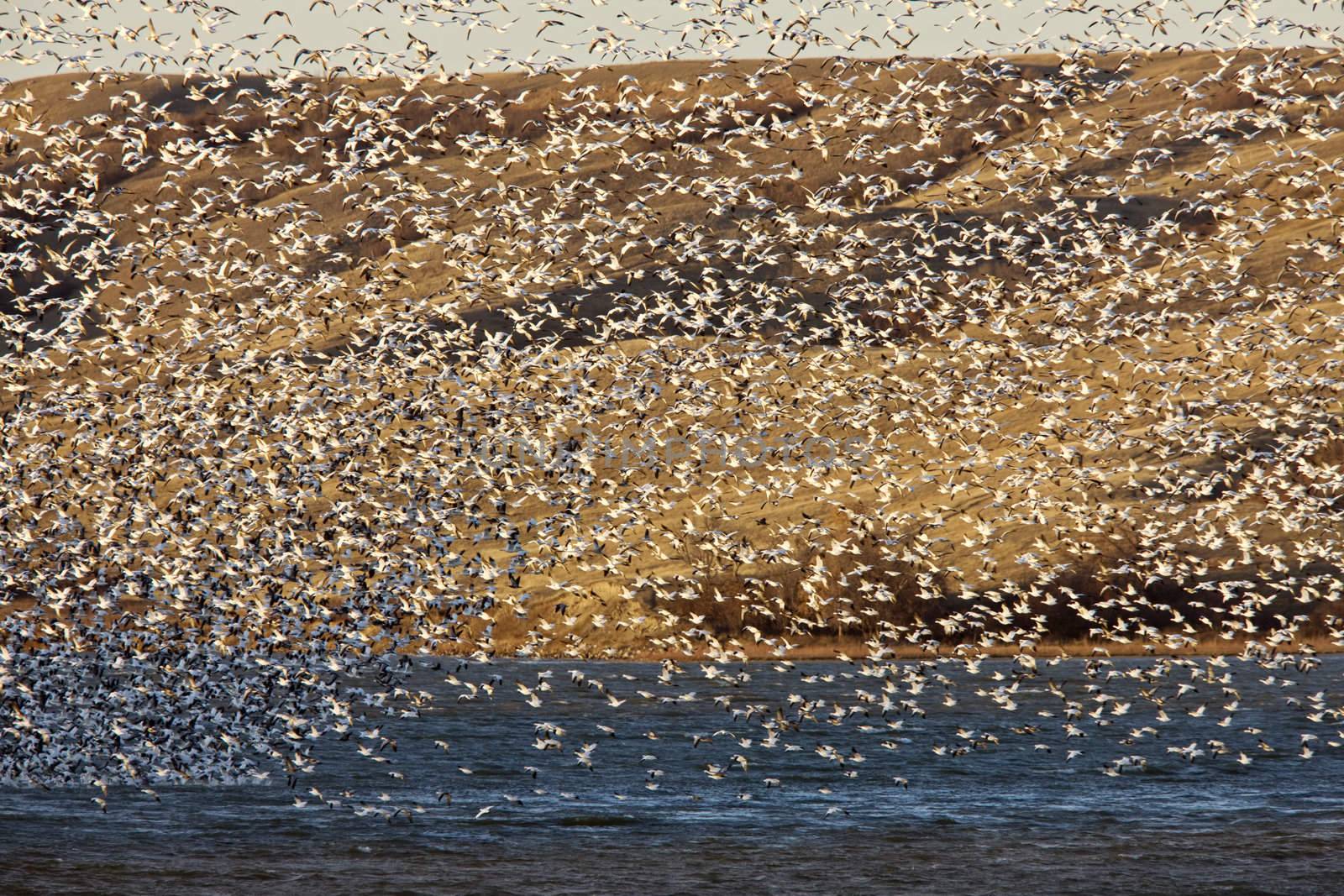 Snow Geese on Buffalo Pound Lake in flight Saskatchewan