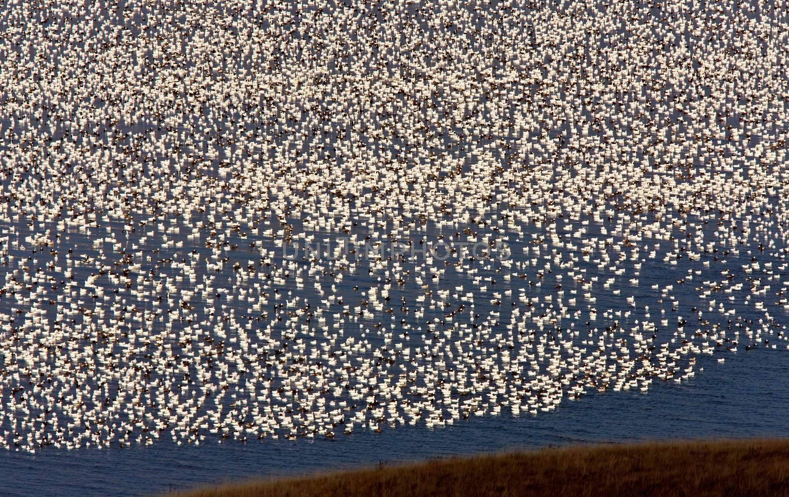 Snow Geese on Lake Canada by pictureguy