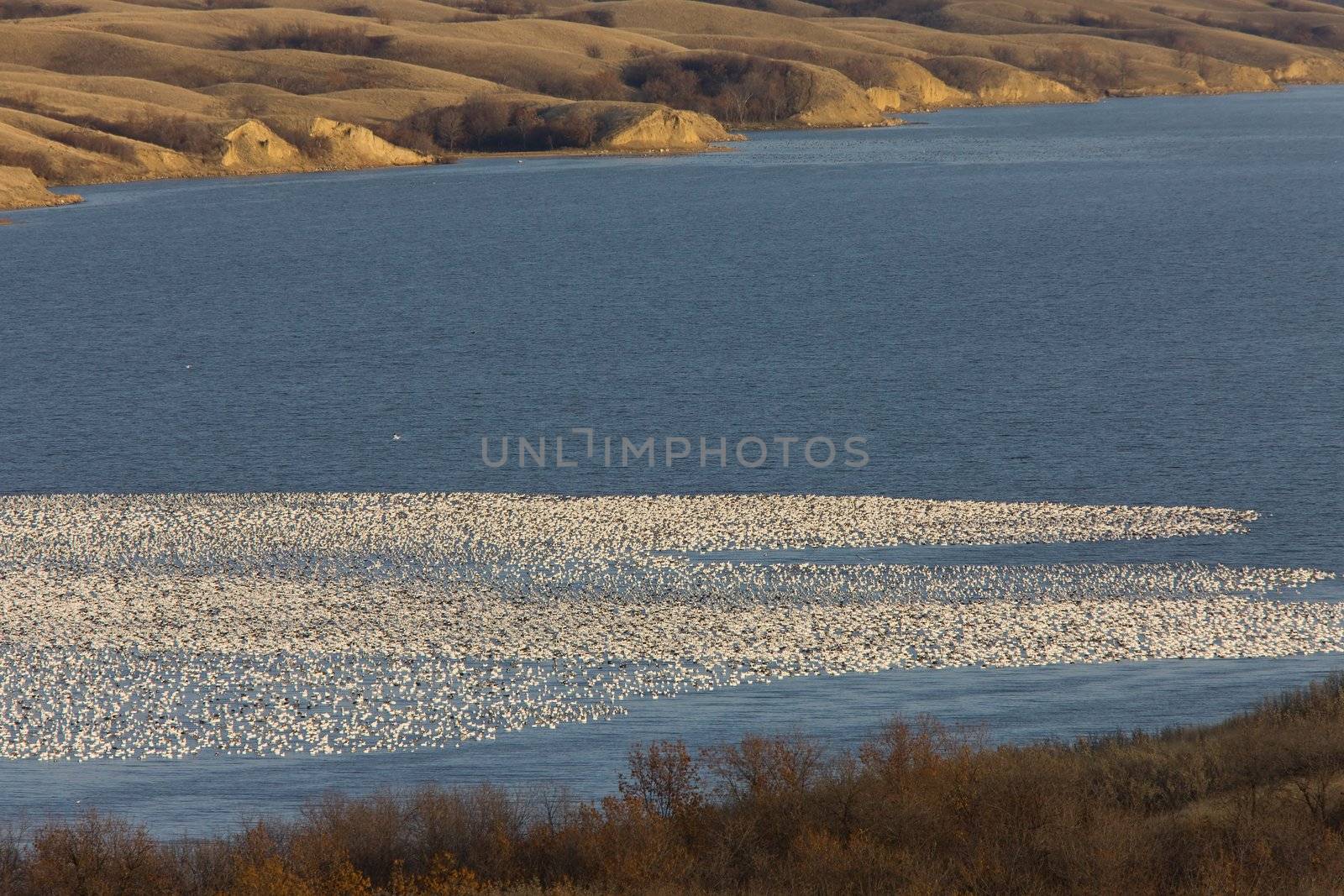 Snow Geese on Buffalo Pound Lake in flight Saskatchewan