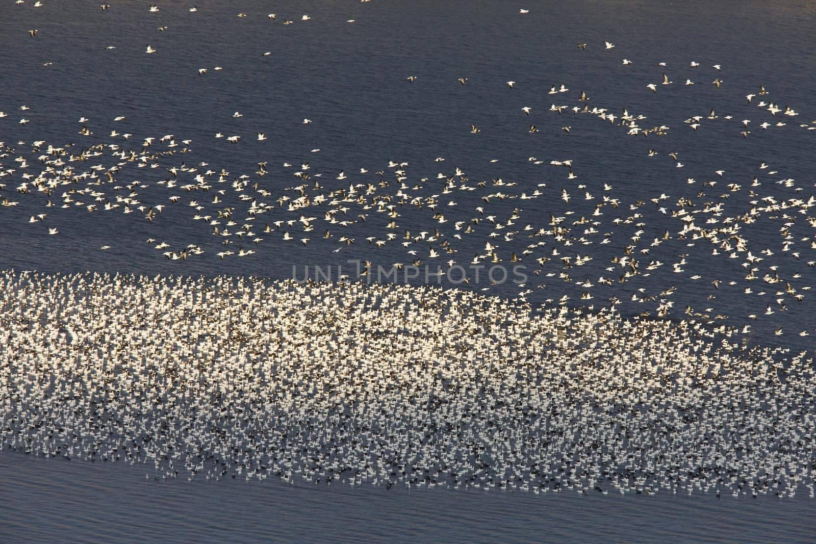 Snow Geese on Buffalo Pound Lake in flight Saskatchewan