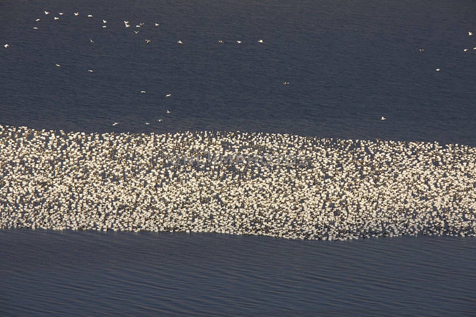 Snow Geese on Buffalo Pound Lake in flight Saskatchewan