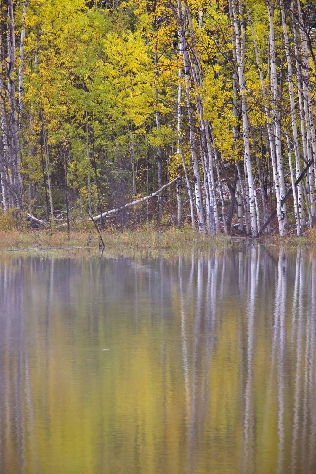 Fall Autumn reflections in Northern Lake Canada by pictureguy