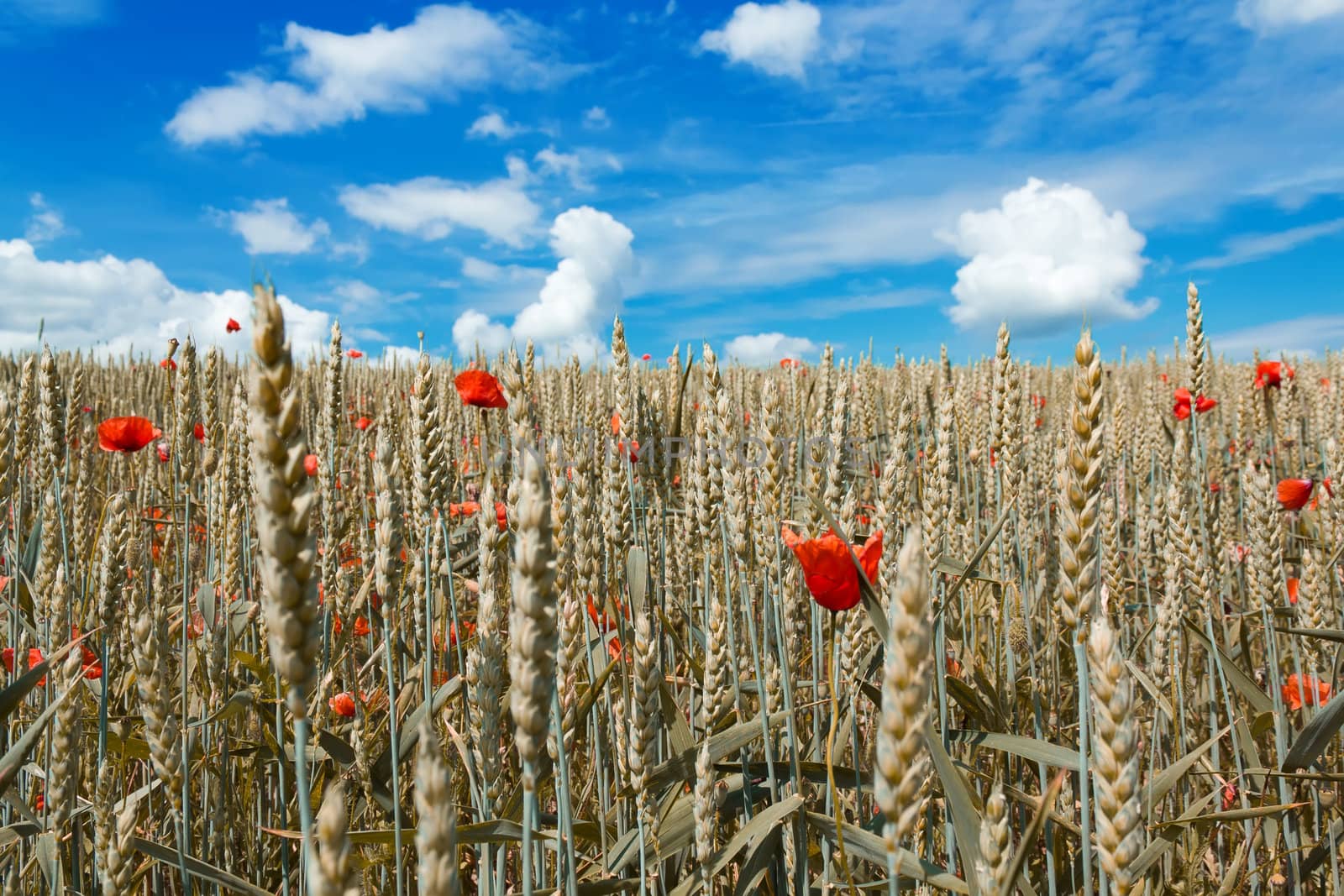 golden wheat with red poppy in the blue sky background 