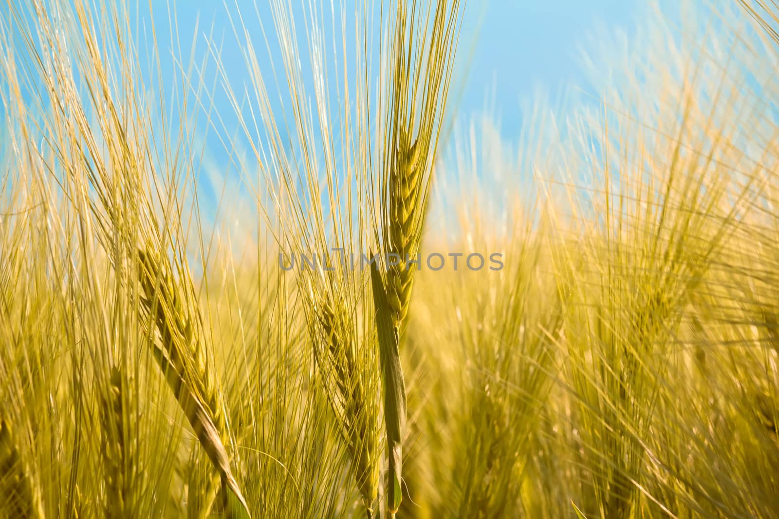 detail of organic yellow summer grains by artush