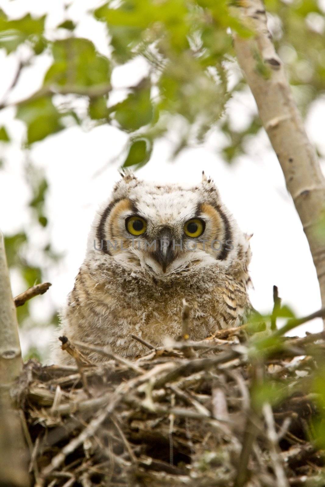 Great Horned Owlet in nest by pictureguy