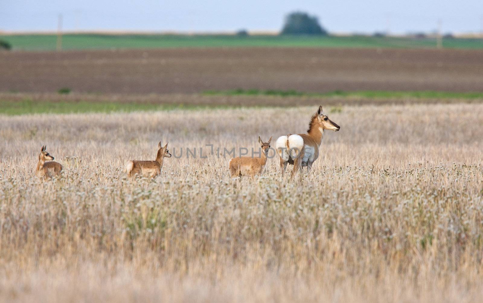 Pronghorn antelopes in field