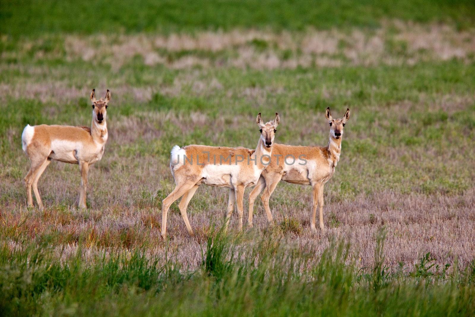 Pronghorn antelopes in field by pictureguy