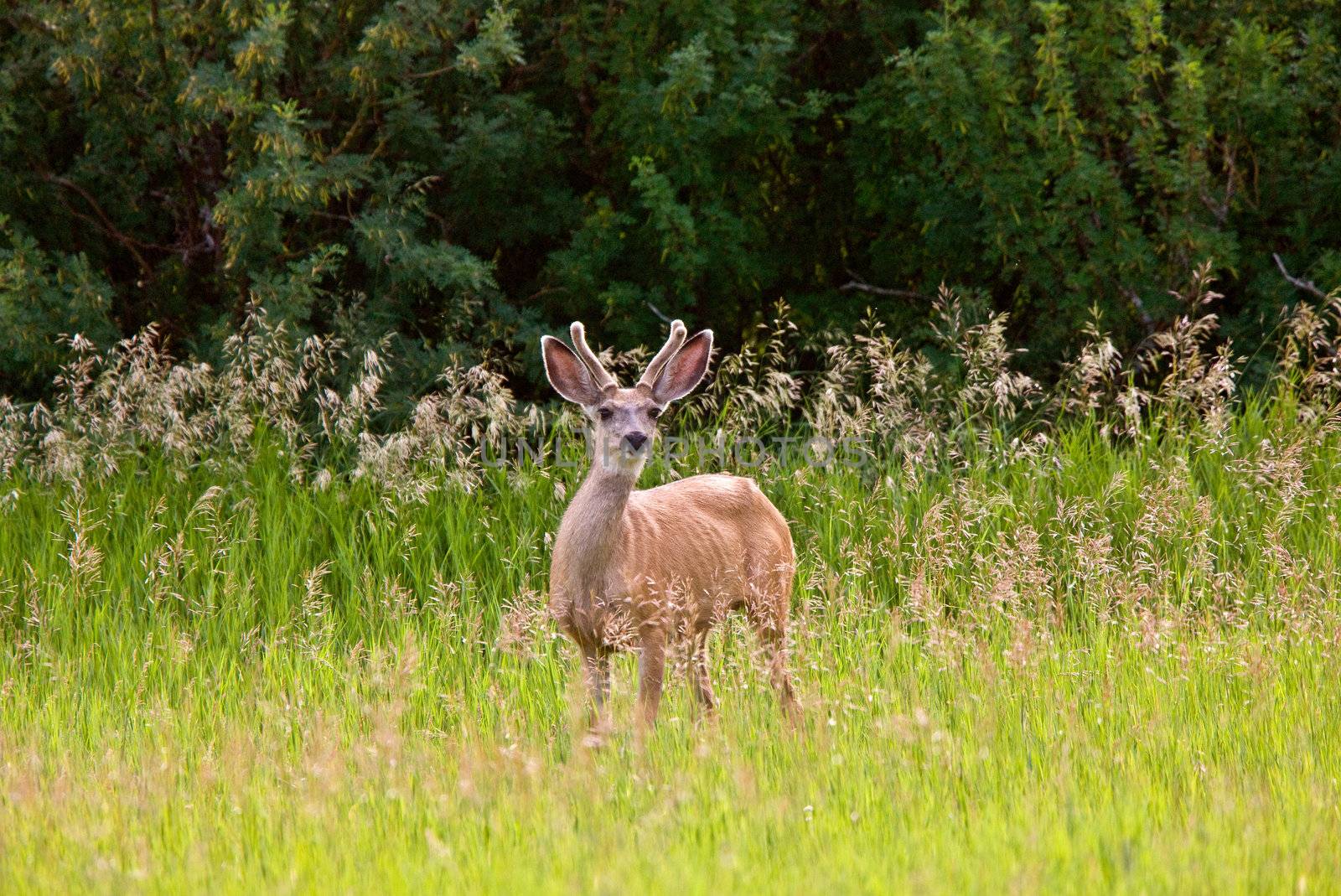 Buck with velvet on antlers by pictureguy