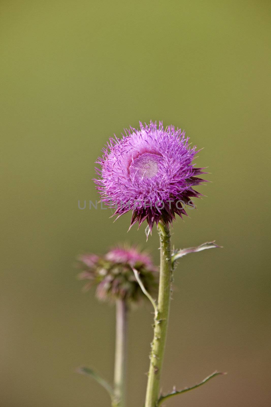Bull Thistle in bloom by pictureguy