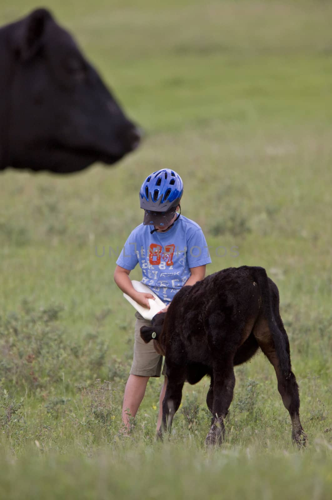 Boy feeding calf by pictureguy