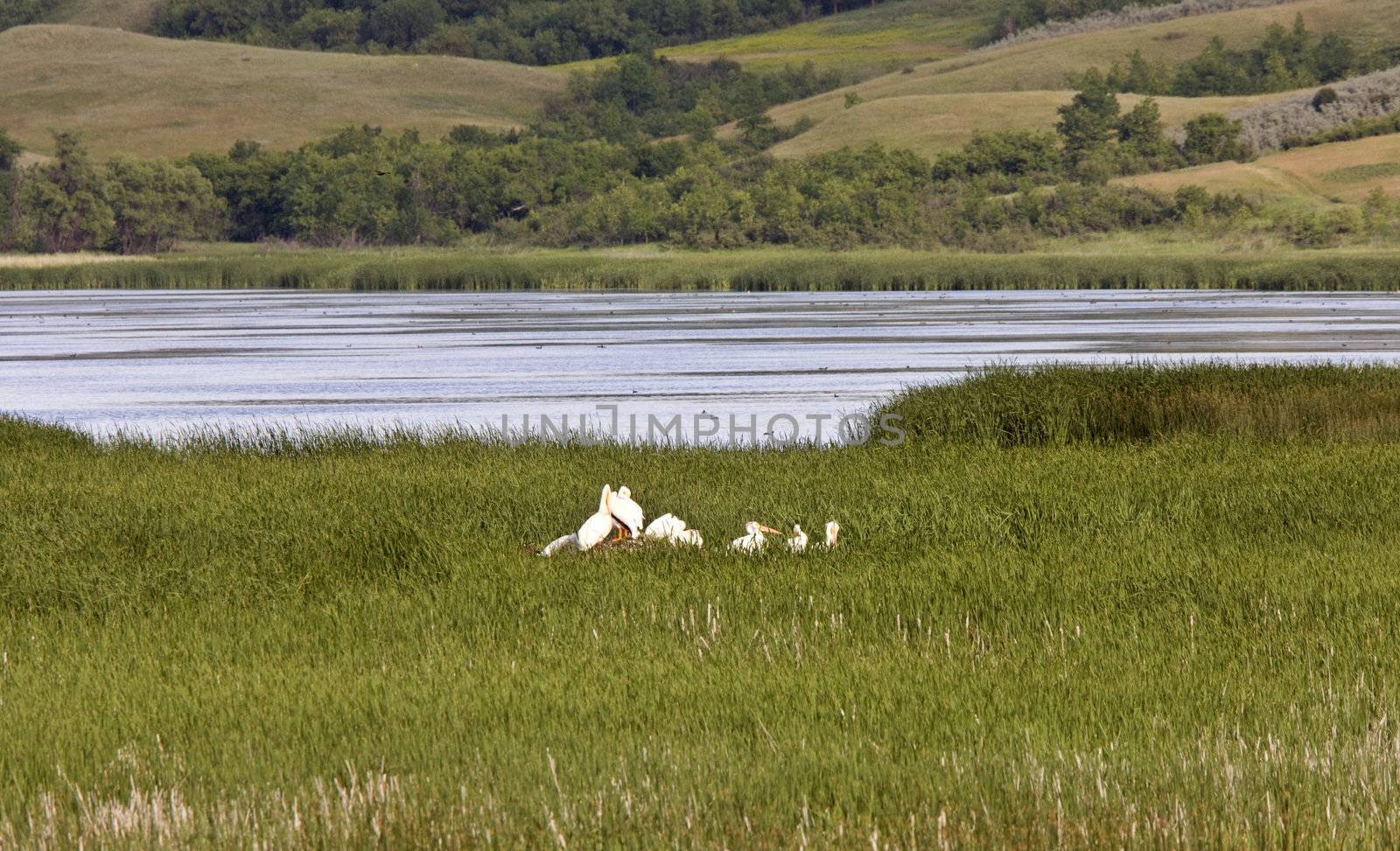 Pelicans in grass by lake by pictureguy