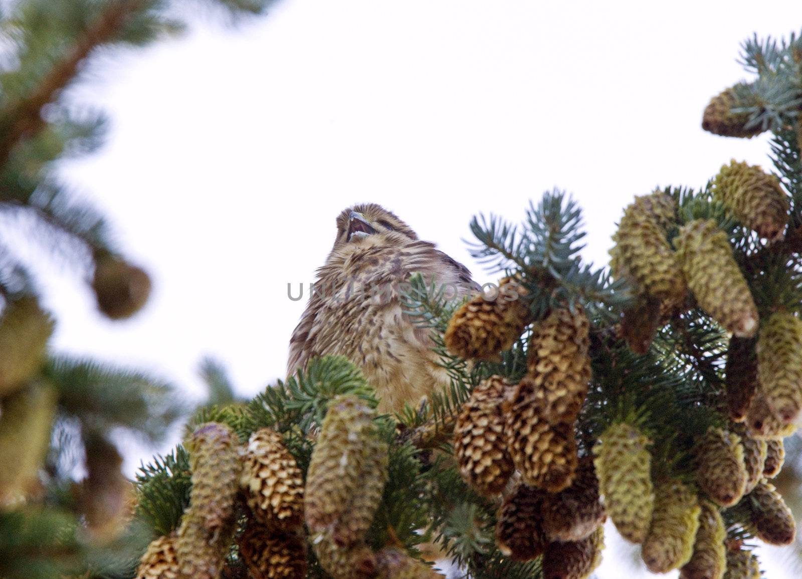 Hawk fledling in pine tree by pictureguy
