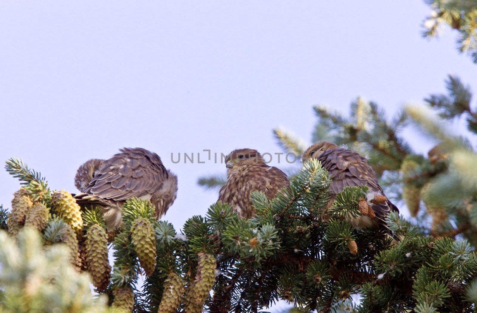 Hawk fledlings in pine tree by pictureguy