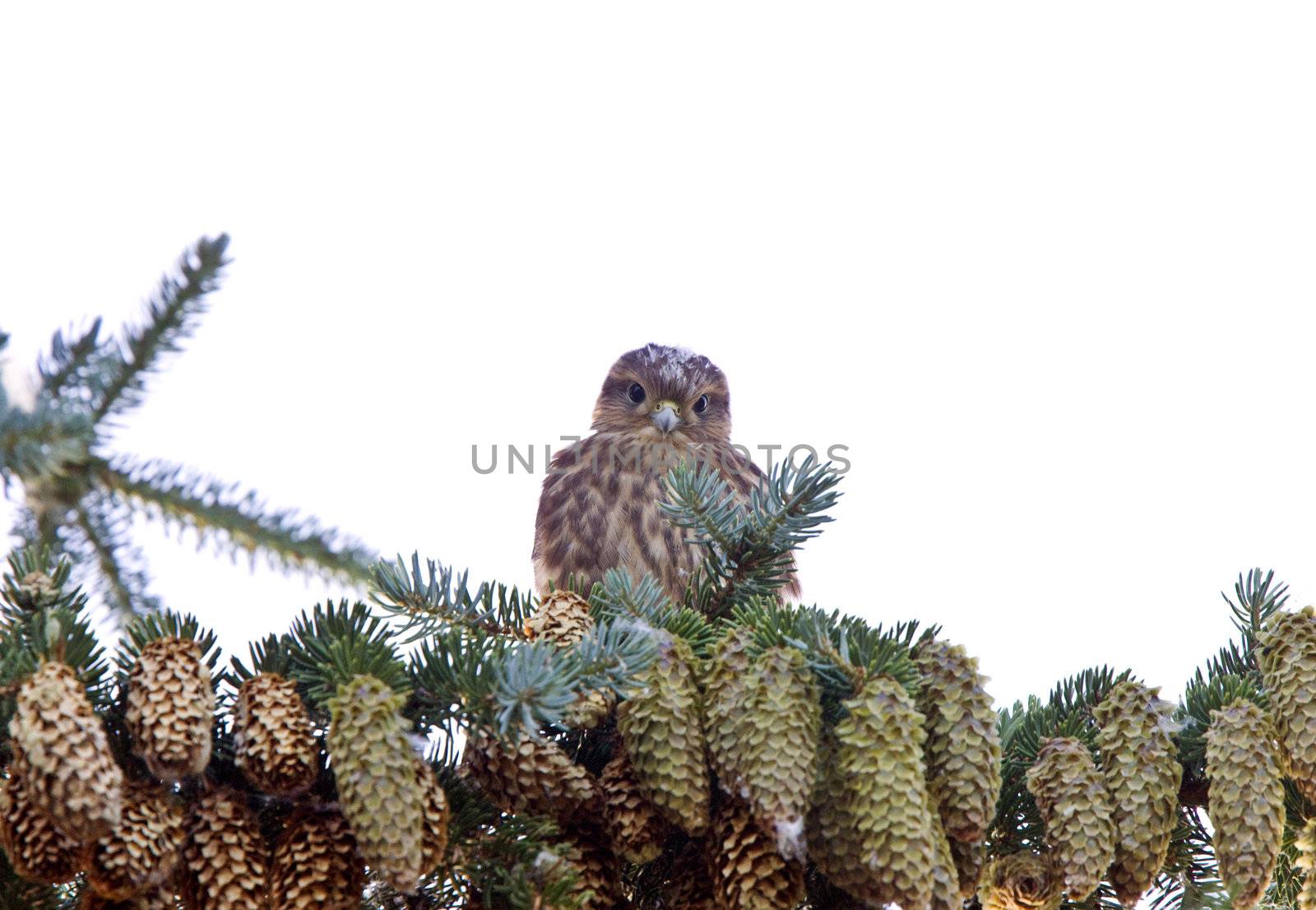 Hawk fledling in pine tree by pictureguy