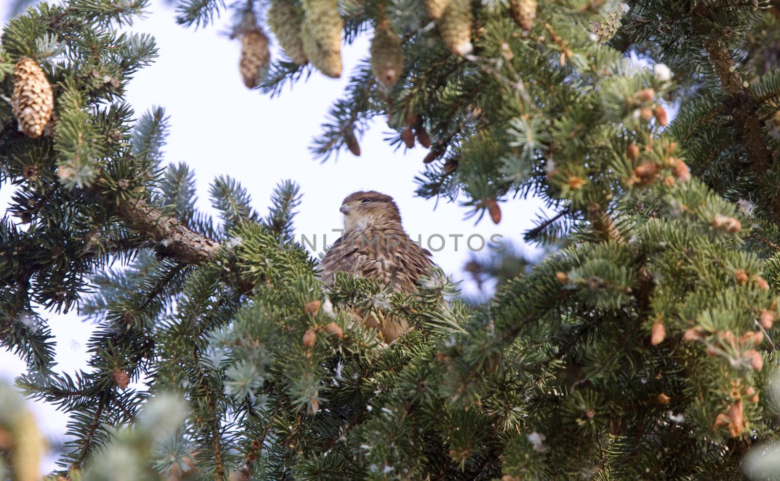Hawk fledling in pine tree by pictureguy