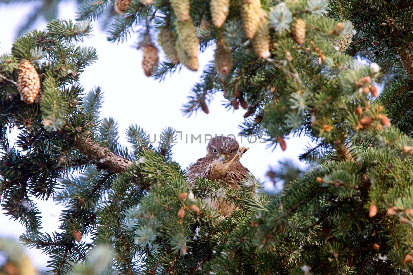 Hawk fledling in pine tree by pictureguy