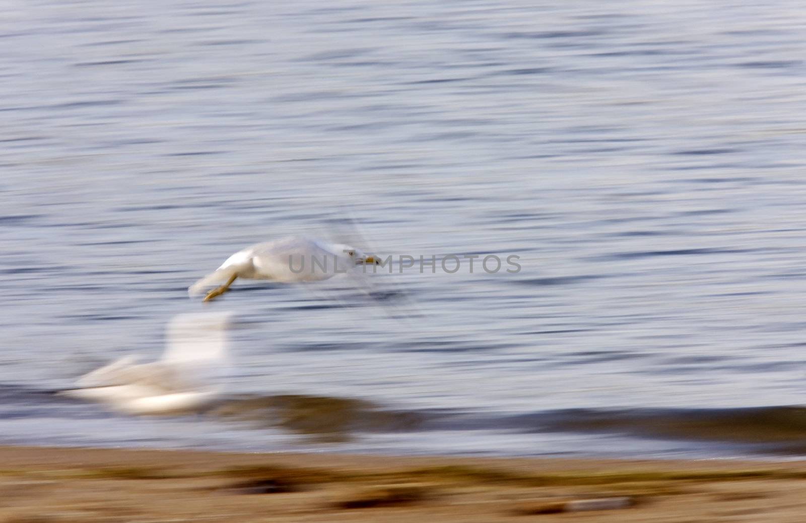 Gull in flight by pictureguy