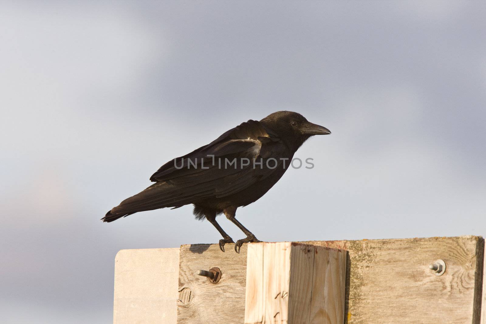 Crow fledgling perched on sign by pictureguy