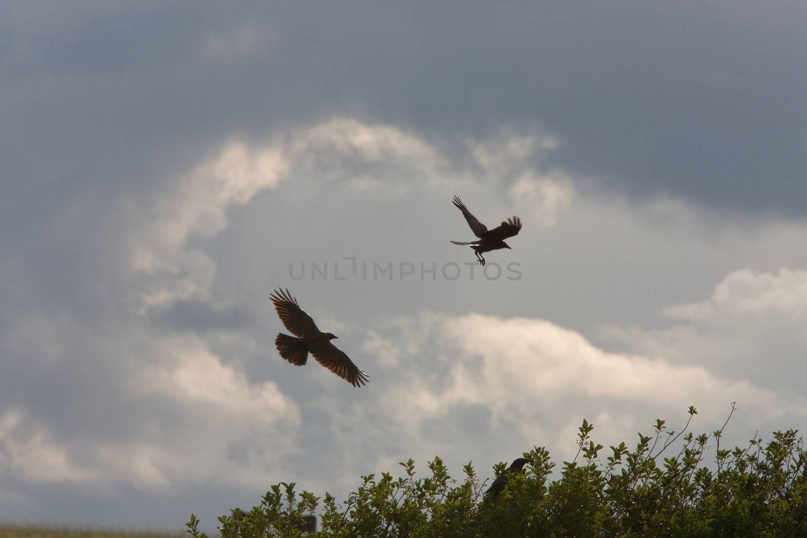 Eagle and crow in flight by pictureguy