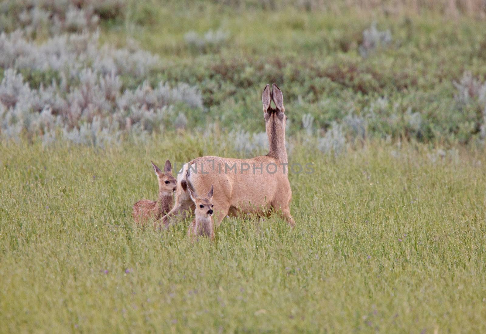 Mule Deer doe with fawns