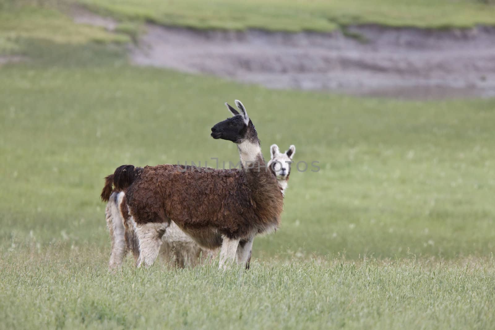 Lama in Saskatchewan field