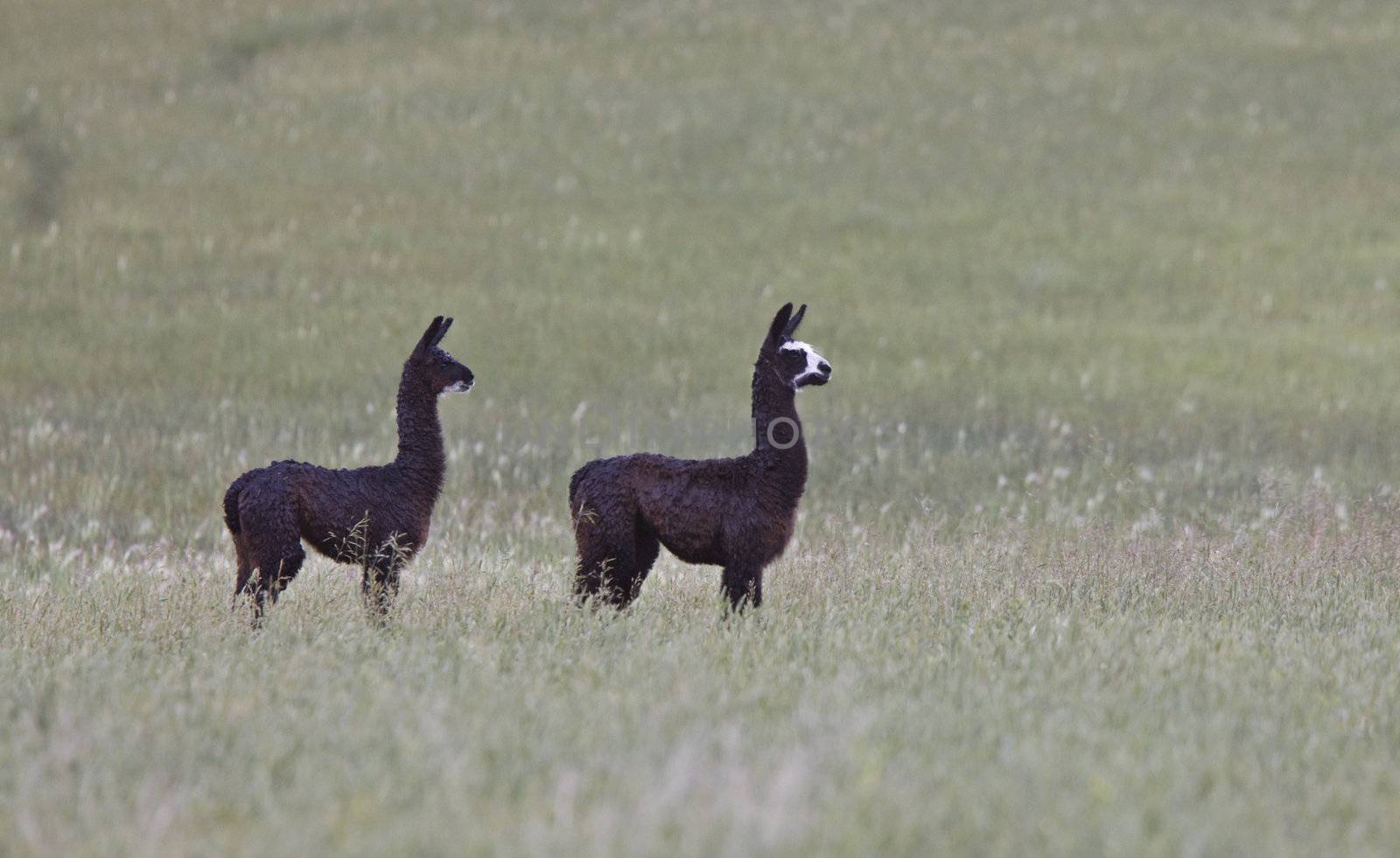 Alpaca in Saskatchewan field by pictureguy