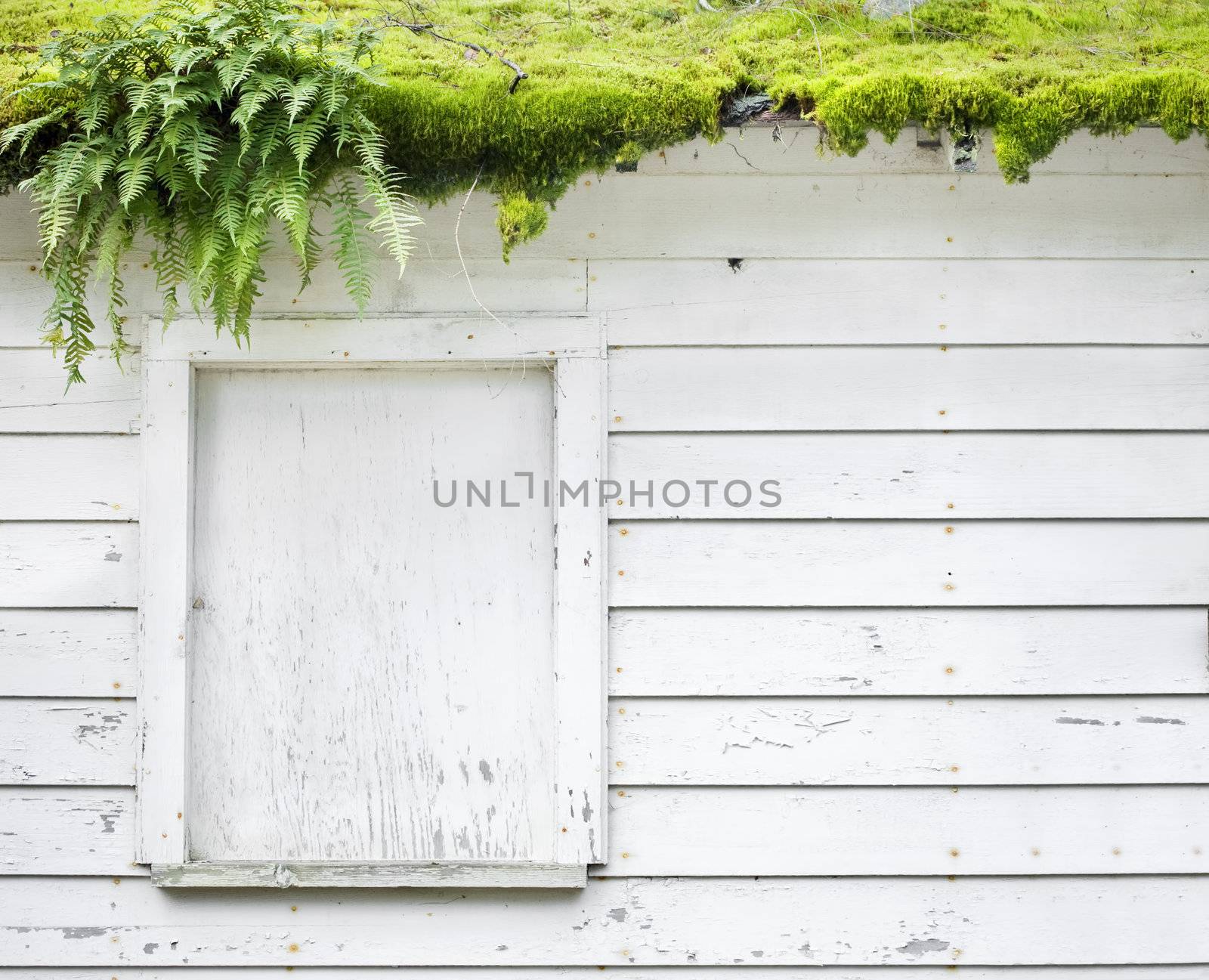 Side of an abandoned building with green moss and algae growing on roof