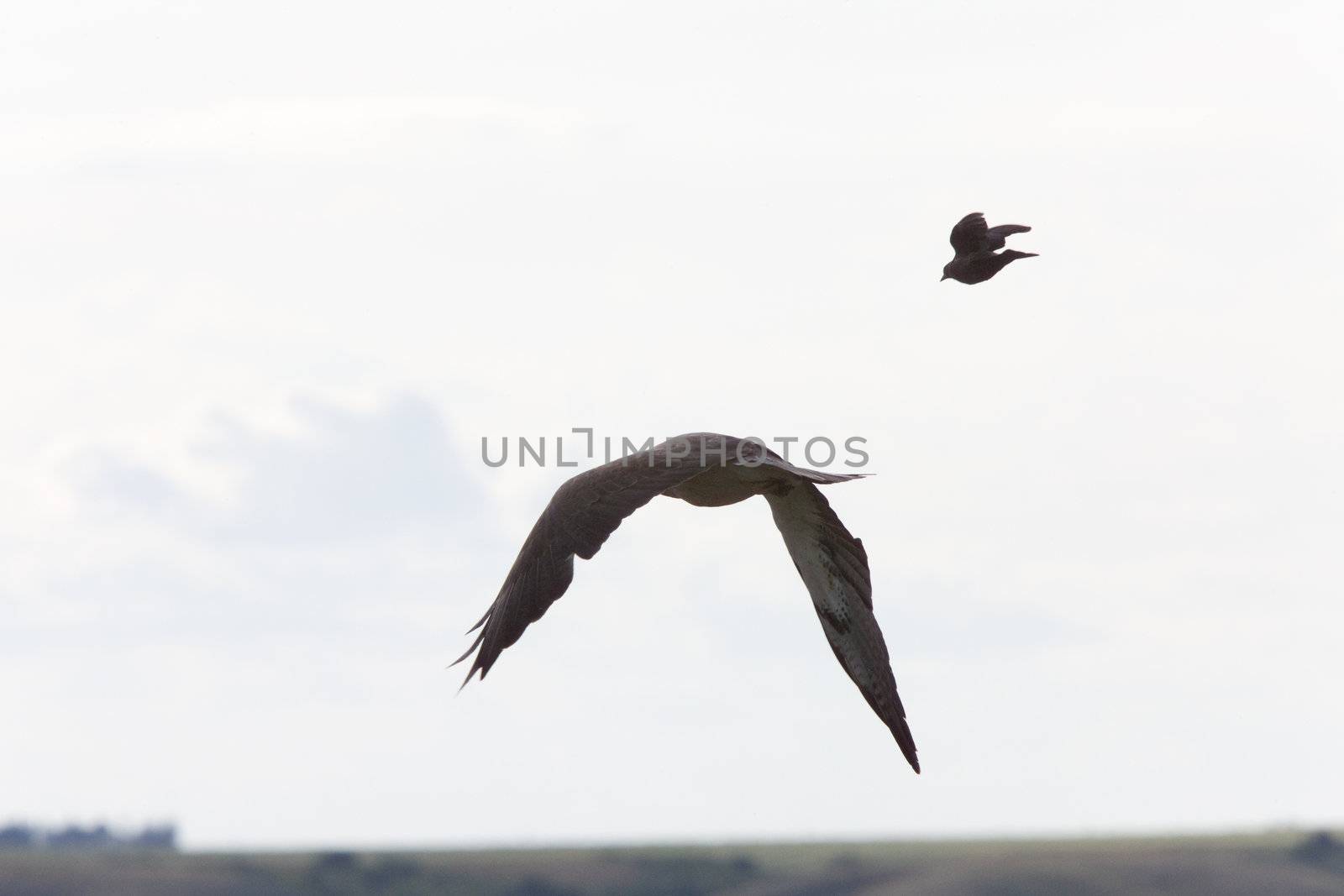 Small bird attacking hawk