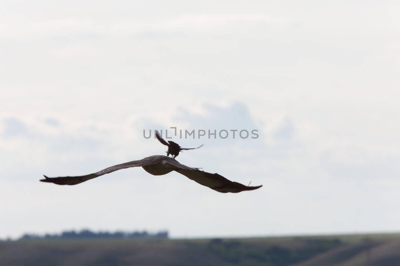 Small bird attacking hawk by pictureguy