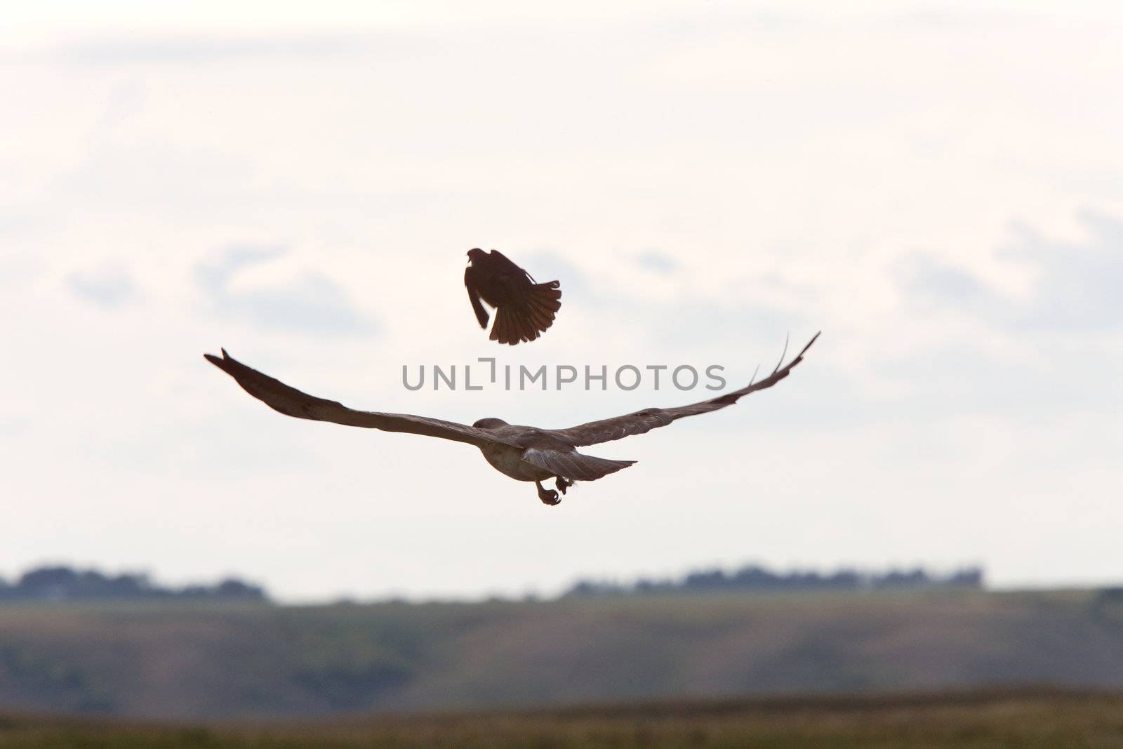 Small bird attacking hawk by pictureguy