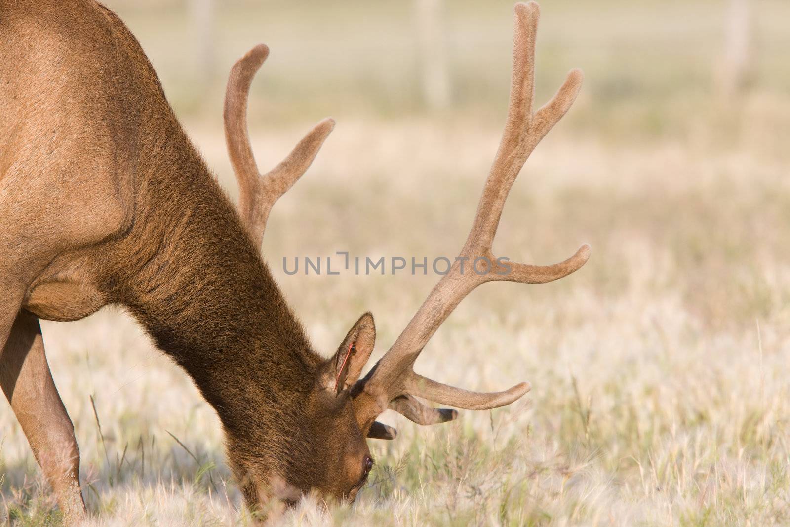 Male elk in field by pictureguy