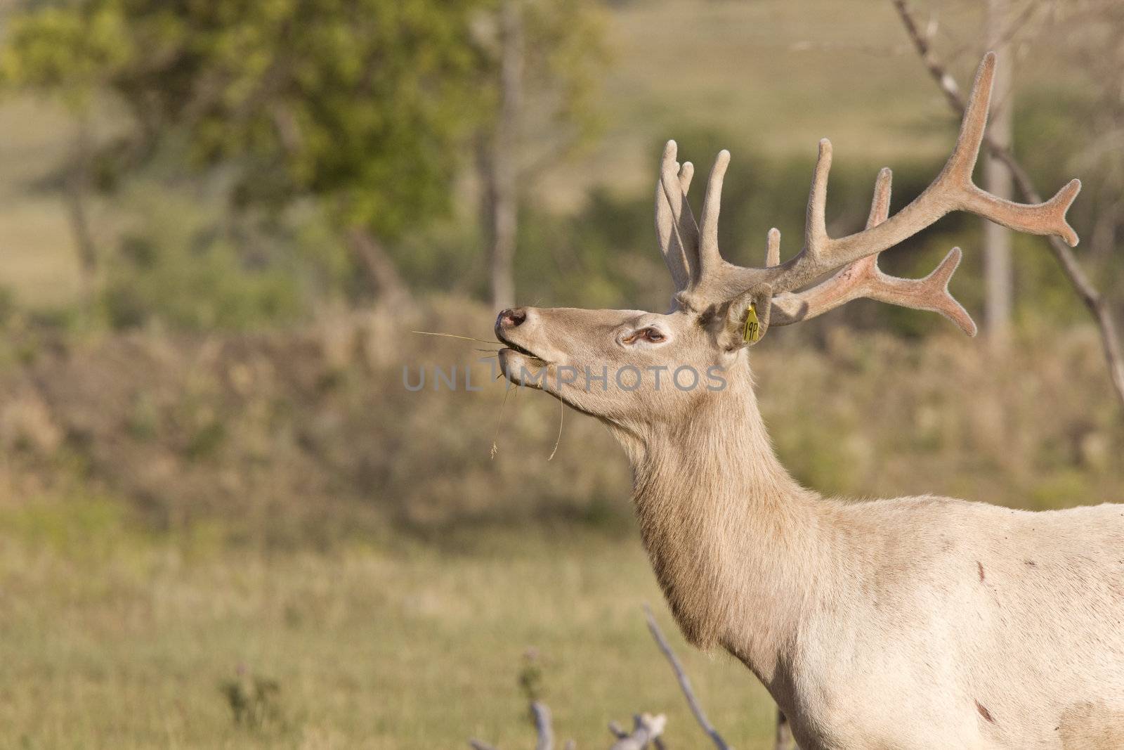 Male elk in field by pictureguy
